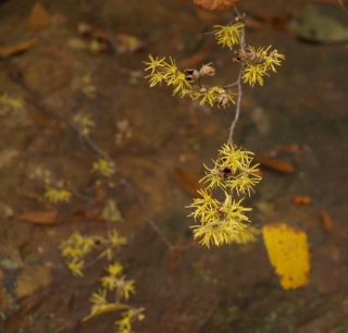Witchhazel